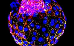 研究人员成功用人类干细胞模拟人类囊胚 规避科研伦理问题