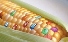 转基因玉米商业化提速 三大央企已经布局