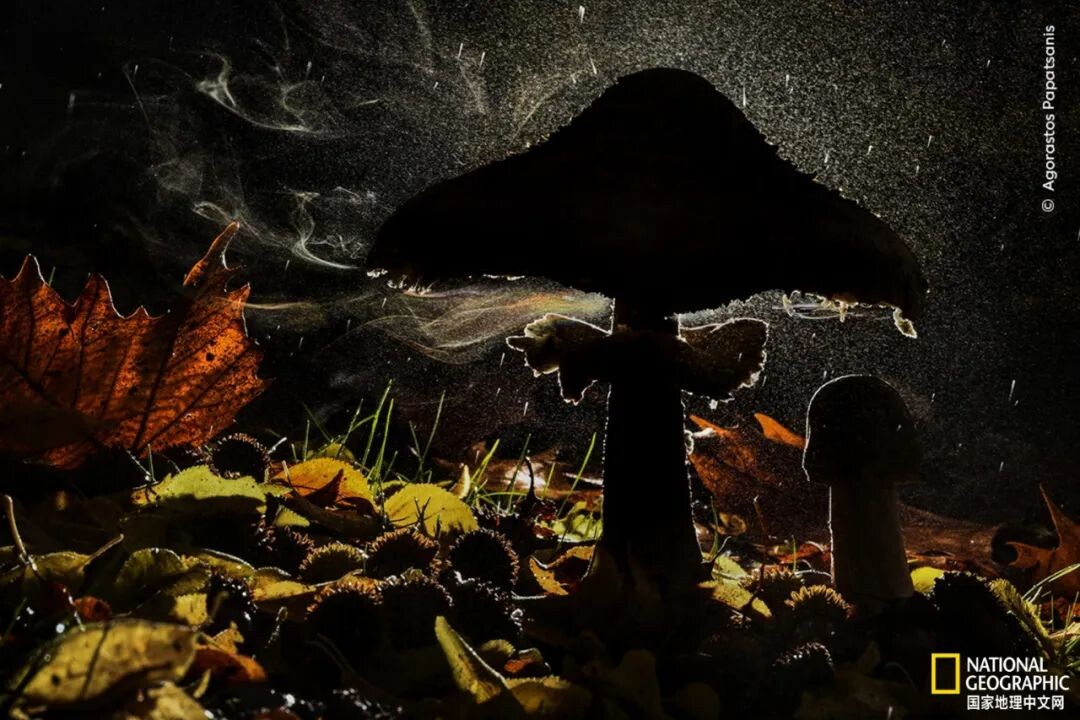 动物已经脆弱不堪,在这颗被人类改变的星球 国际 第4张-焦点新闻 动物已经脆弱不堪,在这颗被人类改变的星球